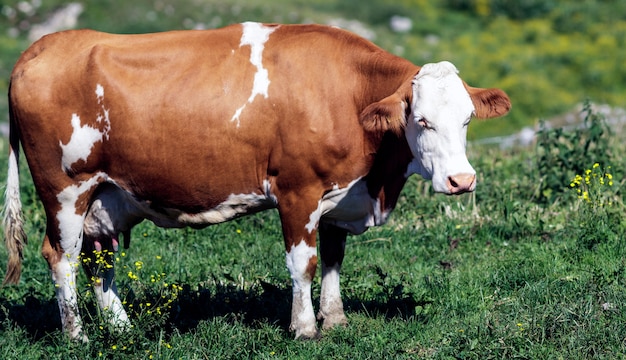 Una mucca in montagna vicino al lago di Garda