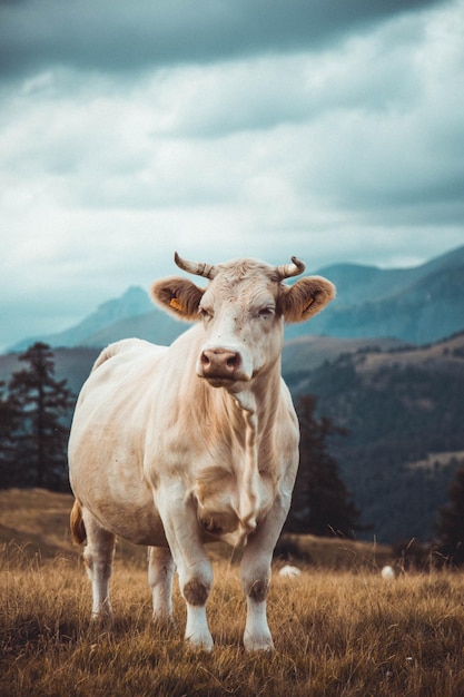 Una mucca in piedi in un campo