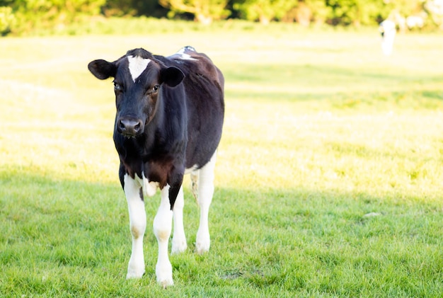 Una mucca in piedi in un campo