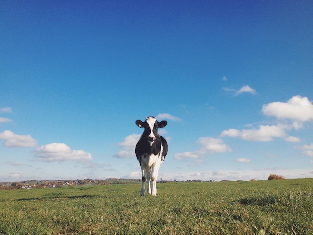 Una mucca in piedi su un campo erboso contro il cielo blu