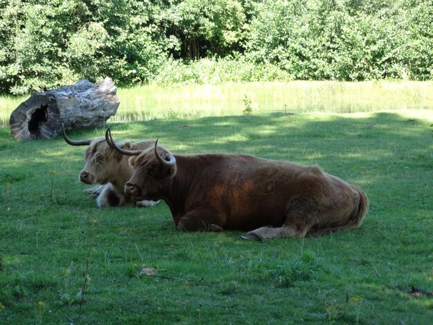 Una mucca in piedi su un campo erboso