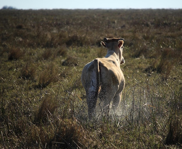 Una mucca in piedi su un campo erboso