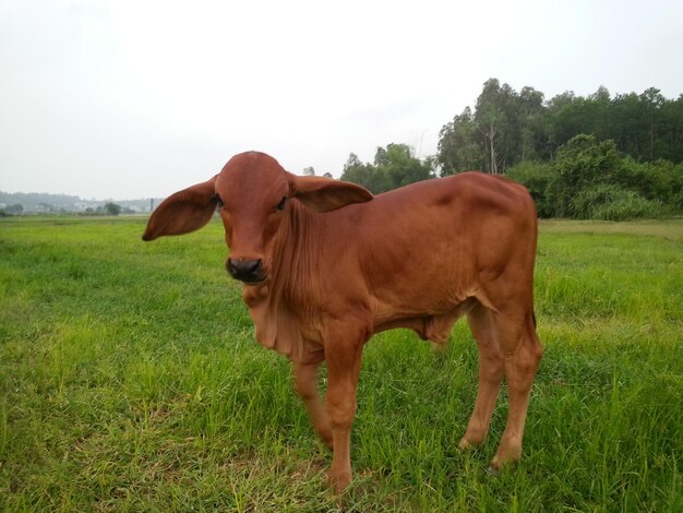 Una mucca in piedi sul campo contro il cielo.