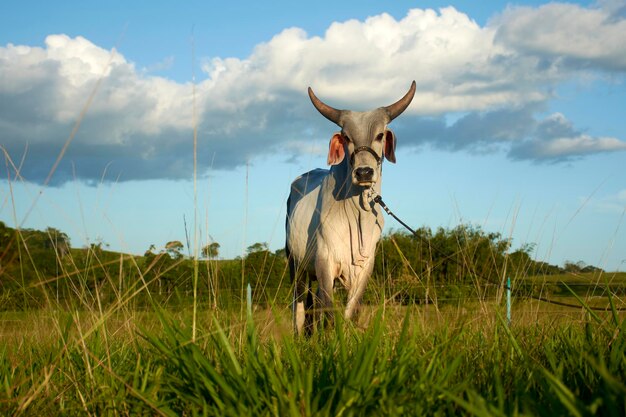 Una mucca in un campo con un cielo nuvoloso sullo sfondo