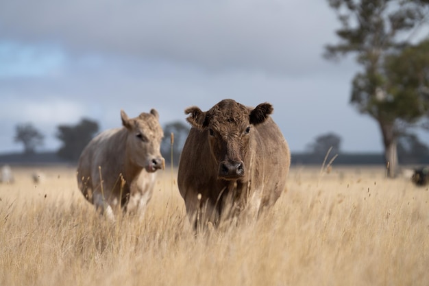 Una mucca in un campo di erba alta