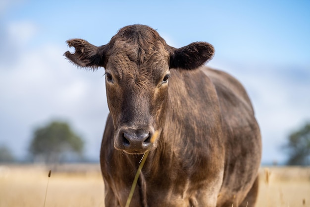 Una mucca in un campo di erba