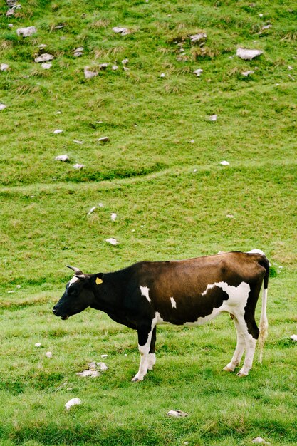 Una mucca maculata bianconera pascola sulle verdi colline dei prati