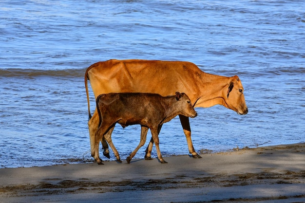 Una mucca madre e il suo vitello camminano lungo la spiaggia.