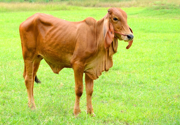 Una mucca marrone che pasce su un campo verde