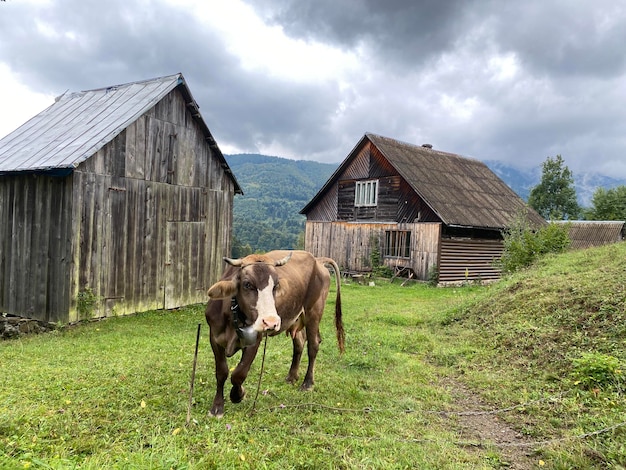 Una mucca marrone pascolava sulle colline del paese vicino alle montagne autunnali dei fienili dell'Ucraina