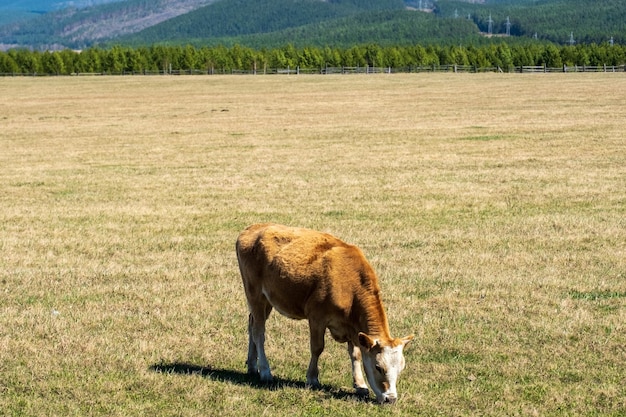 Una mucca marrone sta pascolando in un prato