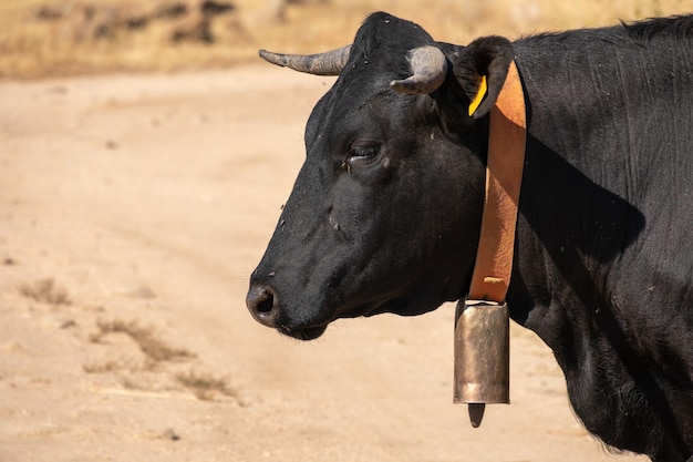 Una mucca nera pascola con molte mosche in testa nei pascoli dell'Estremadura mangiando erba e ghiande