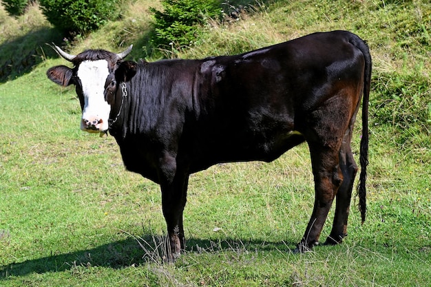 Una mucca pascola su un pascolo in mezzo a una foresta