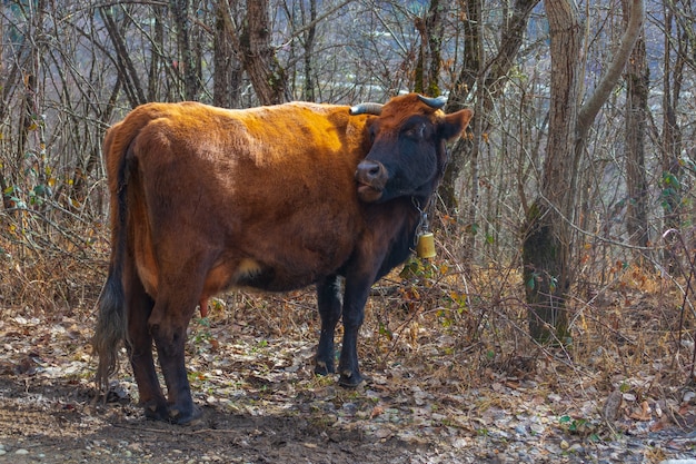 Una mucca rossa con una campana sul collo pascola nella foresta in inverno o in autunno da vicino