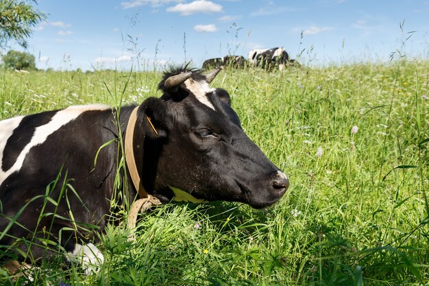 Una mucca si trova nell'erba verde del pascolo.