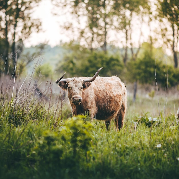 Una mucca su un campo erboso