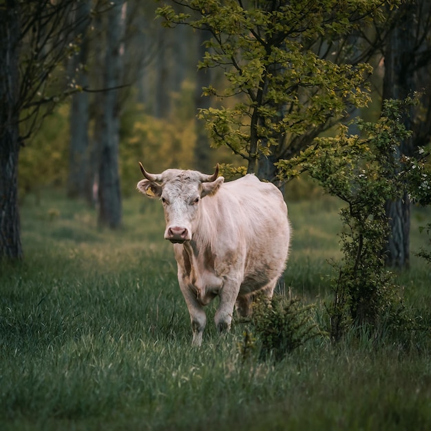 Una mucca su un campo erboso