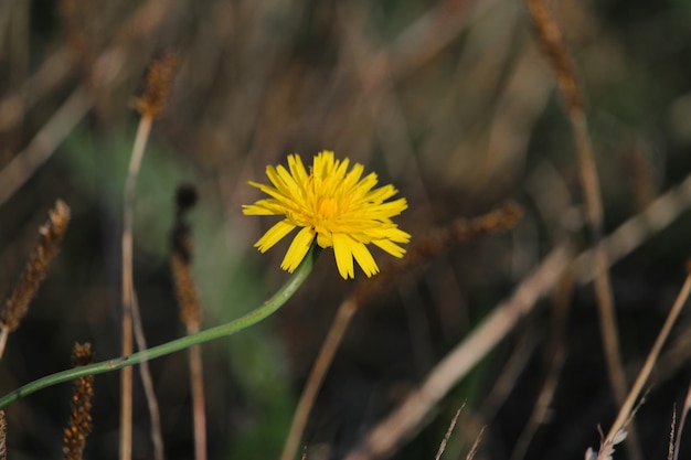 Una natura Coruña