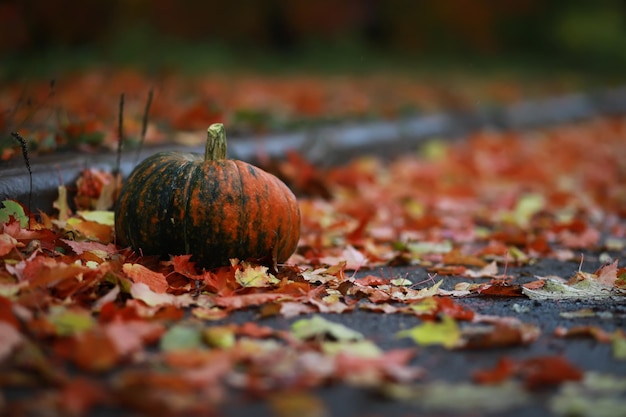 Una natura morta rustica autunnale con zucche e foglie dorate su una superficie di legno Luce solare intensa proveniente da dietro