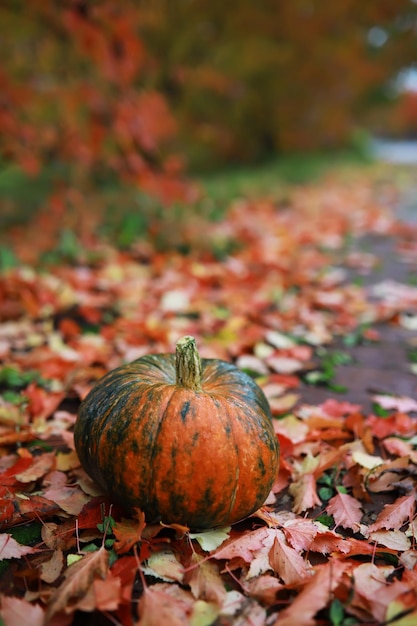 Una natura morta rustica autunnale con zucche e foglie dorate su una superficie di legno Luce solare intensa proveniente da dietro