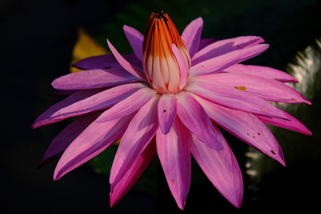 Una ninfea rosa con un bocciolo rosso al centro.