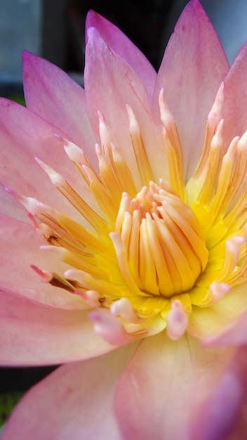 Una ninfea rosa con un centro giallo