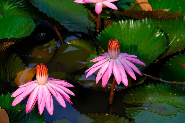 Una ninfea rosa è nell'acqua con sopra il fiore di loto.