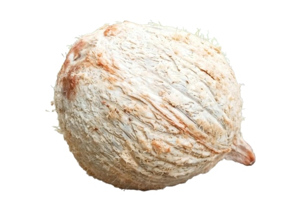 Una noce di cocco o cocos nucifera isolata su sfondo bianco