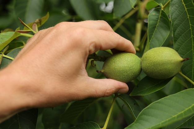 Una noce verde viene colta da una mano