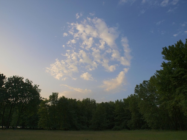 Una nuvola nel cielo sopra un campo di alberi