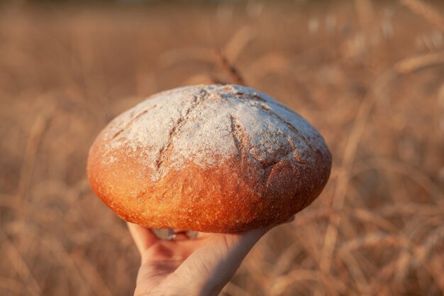 Una pagnotta di pane appena sfornata in un campo di grano o di segale. Una donna tiene una pagnotta di segale, pane fresco sullo sfondo di spighe di grano. Pane di segale integrale su un tovagliolo a scacchi