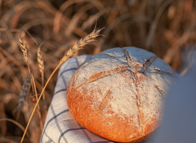 Una pagnotta di pane appena sfornata in un campo di grano o di segale. Una donna tiene una pagnotta di segale, pane fresco sullo sfondo di spighe di grano. Pane di segale integrale su un tovagliolo a scacchi