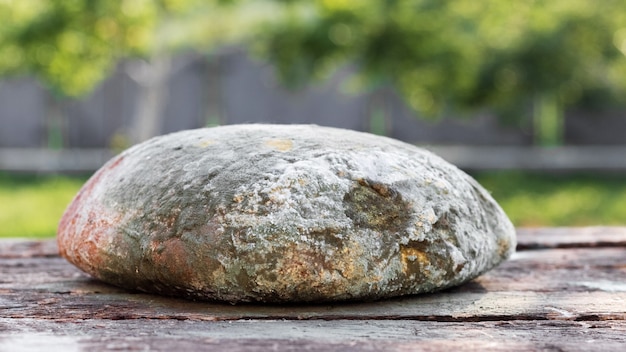 Una pagnotta di pane è ricoperta di muffa. Pane avariato, prodotti tossici