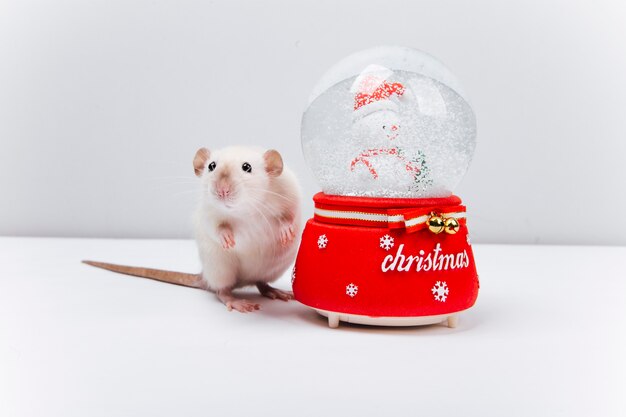 una palla di Capodanno e un topo bianco
