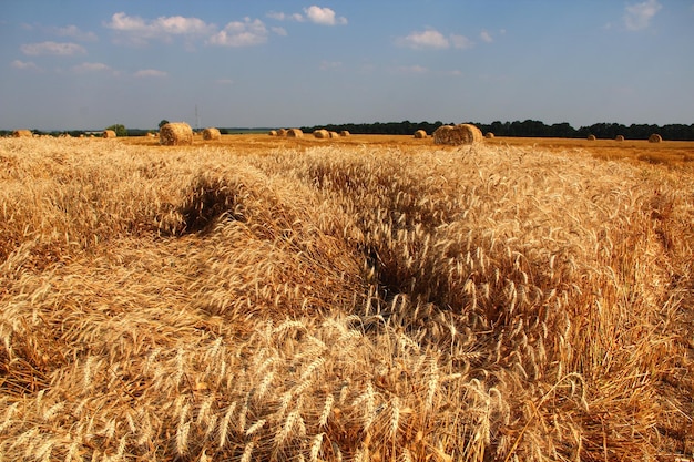 Una palla di fieno sul campo di grano contro il cielo