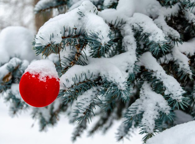Una palla di vetro rossa su un ramo di un albero di abete rosso in inverno sotto la neve.