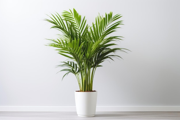 Una palma Areca decorativa Dypsis lutescens è posta in una pianta interna in vaso su un tavolo bianco