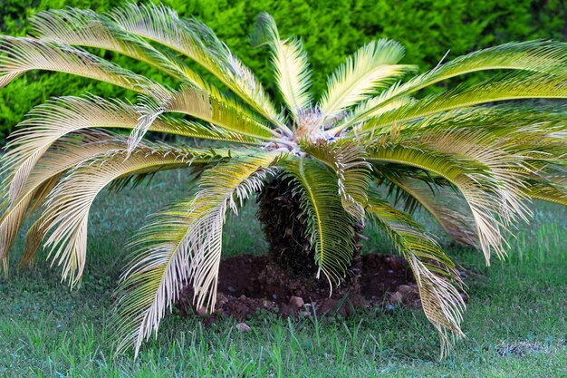 Una palma con foglie verdi e una pianta verde nel mezzo