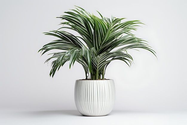una palma in vaso bianca su uno sfondo bianco