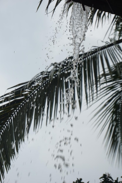 una palma sta spruzzando acqua con una palma