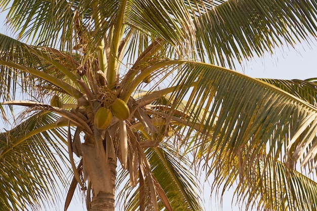 Una palma tropicale con noci di cocco al sole con un cielo blu sullo sfondo