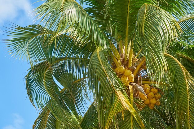 Una palma tropicale con noci di cocco al sole con un cielo blu sullo sfondo