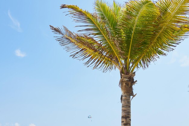 Una palma tropicale con noci di cocco al sole con un cielo blu sullo sfondo