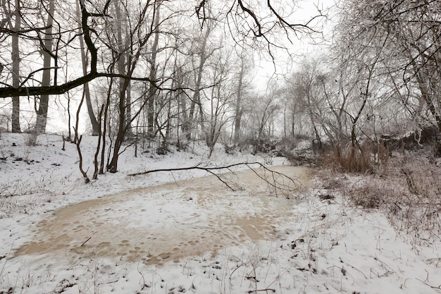 Una palude ricoperta di neve e ghiaccio nella stagione invernale