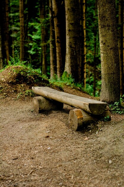 Una panca di legno in una pineta