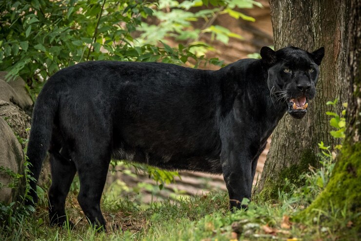 Una pantera nera predatrice sotto un albero nella foresta è arrabbiata e ringhia