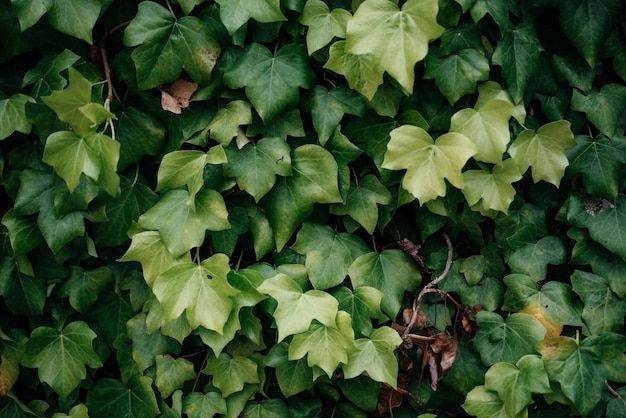 Una parete ricoperta di foglie di edera verde vite sfondo naturale con pianta rampicante giardinaggio verticale