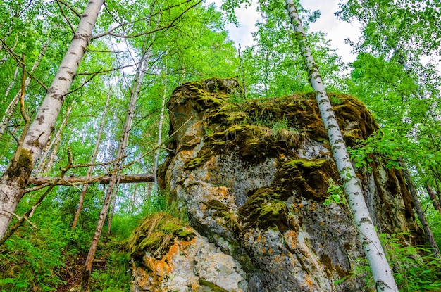 Una parete rocciosa nella foresta con alberi sullo sfondo