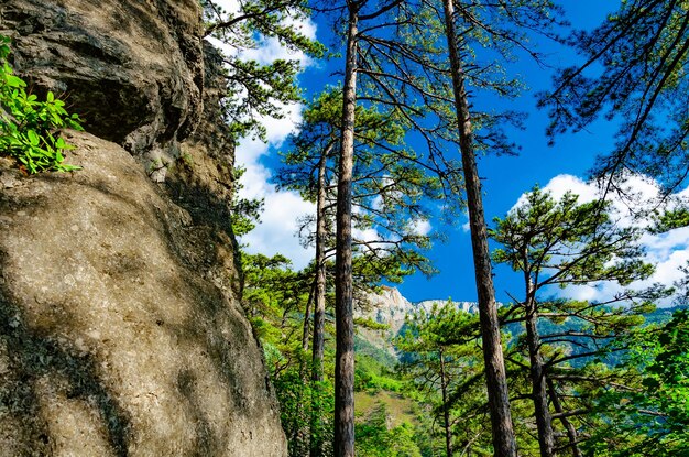 Una parete rocciosa nella foresta con alberi sullo sfondo