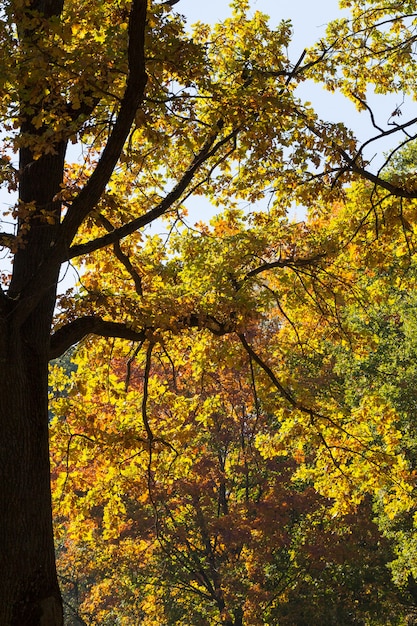 Una parte del tronco di un albero è una quercia con fogliame multicolore di colore giallo rosso e arancione, stagione autunnale, caduta delle foglie